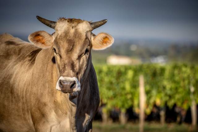  La Ferme 1544 · Producteurs locaux d’Angelus · Saint-Loubès