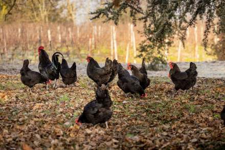 La Ferme 1544 · Producteurs locaux d’Angelus · Saint-Loubès