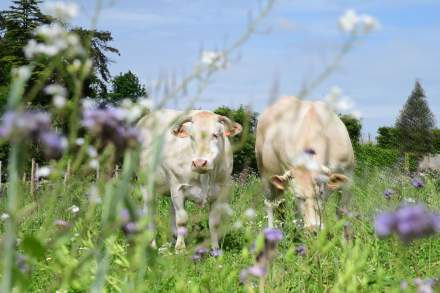 La Ferme 1544 · Producteurs locaux d’Angelus · Saint-Loubès