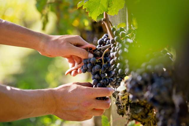  La Ferme 1544 · Producteurs locaux d’Angelus · Saint-Loubès